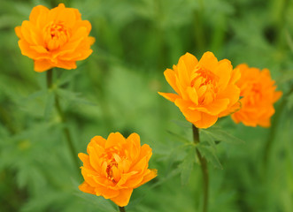 Orange flower in the garden.