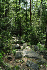 Stone path between trees