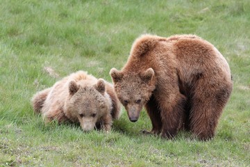 Young brown bears