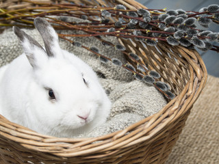 White rabbit and easter willow in basket.