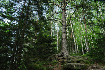 Forest landscape. Wood in the Carpathians.