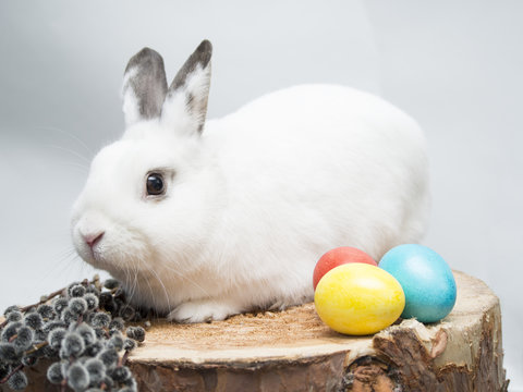 White rabbit, easter eggs and willow on a wooden background.