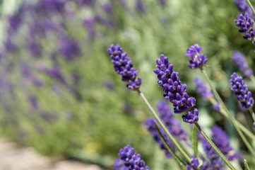 Close Up of Lavender Flowers, with Bush of More Purple Flowers in Distance