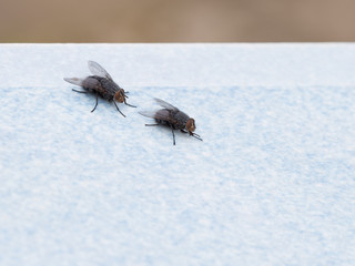 two flies