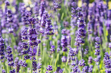 Field of Purple Lavender Flowers