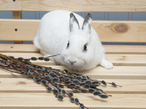 White rabbit and easter willow on a wooden background