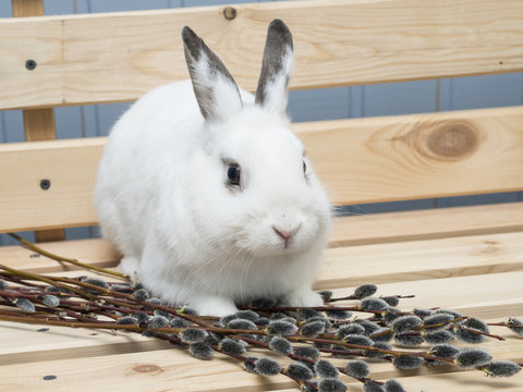 White rabbit and easter willow on a wooden background