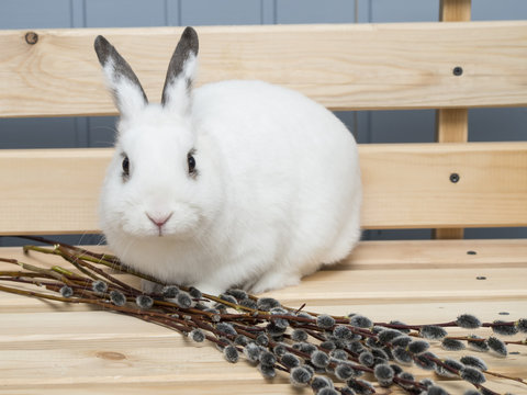 White rabbit and easter willow on a wooden background.
