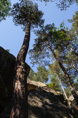 High trees grow between the stone blocks