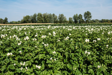 Fototapeta na wymiar Kartoffelfeld in Blüte