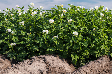 Kartoffelfeld in Blüte