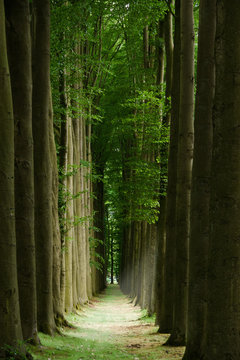 Allee der Giganten