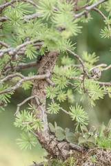 Close up of an bonsai larch