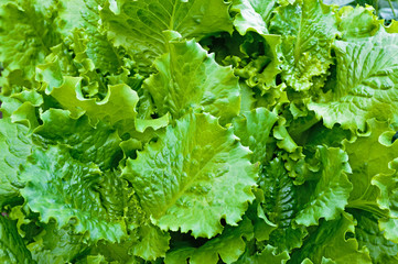 Green lettuce leaves