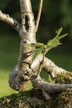 Close up of an bonsai tree