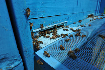 Obraz na płótnie Canvas Swarm of Bees - Beekeeping - Beehives