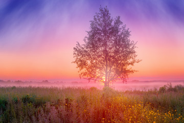 Fototapeta na wymiar Foggy summer landscape with tree in sunrise