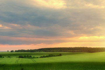 Landscape of green field in summer evening