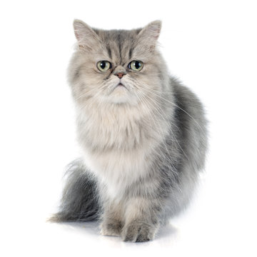 Persian Cat