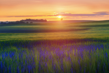 Summer landscape with cereal field against sunset