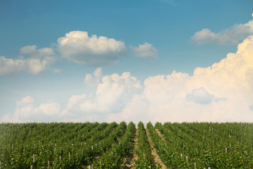 Fototapeta na wymiar Beautiful vineyard landscape