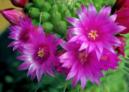 Close ujp flowers of cactus with pink blooms. Shallow focus.