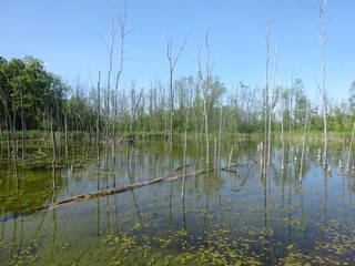 Fototapeta na wymiar Reflet dans la mangrove