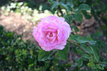 Rosa Dimitri 