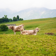 Fototapeta na wymiar Two italian Cows