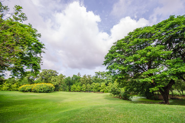 Big tree on green grass field
