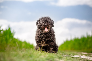 Hungarian shepherd Puli outdoor portrait
