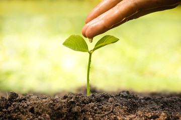hand giving water to young plants growing in germination sequence