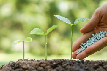 hand giving fertilizer to young plants growing germination sequence