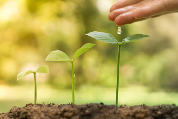 hand giving water to young plants growing in germination sequence