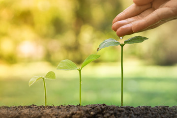 hand giving water to young plants growing in germination sequence
