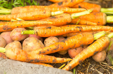 Carrots and potatoes in a pile