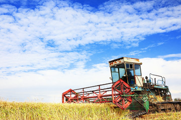 Ripe rice harvesting