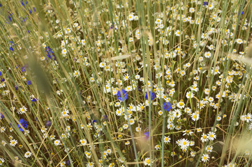 chamomile and cornflower flowers in rye field