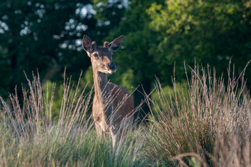 Deer in Richmond Park, London
