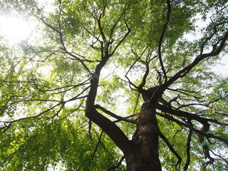 Fototapeta na wymiar Sole splendente sopra i rami di un albero; sun shining over a tree's branches