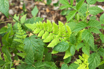 leaf  aquilinum polypody pteridium 