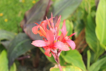 Pink "Indian Shot" flowers (or Saka Siri, Canna, Achira, Bandera, Chancle, Coyol, Platanillo) in Innsbruck, Austria. Its scientific name is Canna Indica, native to west India.