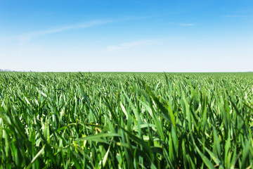 Field of green grass and sky