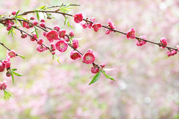 Cherry Flowers