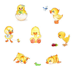 Set of cute chicks