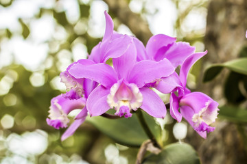 Fototapeta na wymiar An exotic wild pink orchid in full bloom.