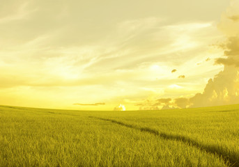 Fototapeta na wymiar rice field before sunset