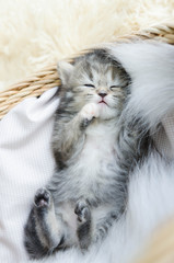 Cute tabby kitten sleeping © lalalululala