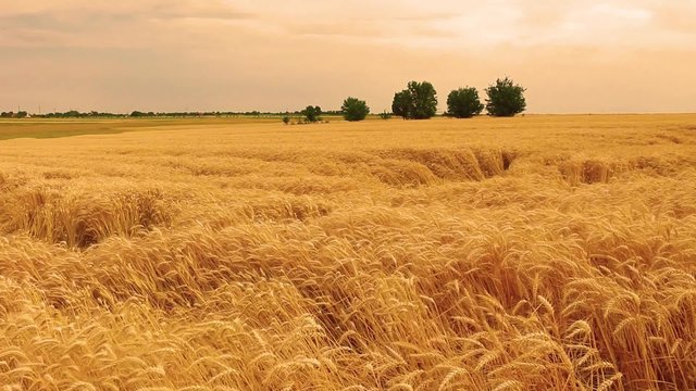 sunset in wheat field. summer landscape