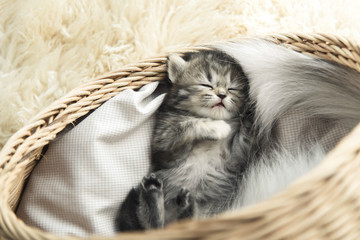 Cute tabby kitten sleeping
